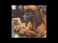 Ultimate Boxer Dog Compilation #6 - The Best Of Funny Moments の動画、YouTube動画。