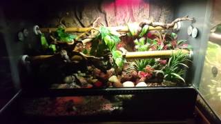 Green Tree Python water feature enclosure Update
