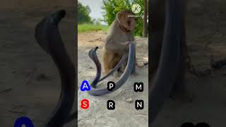 monkey and snake friendship