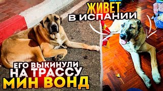 Фредди подобранный с трассы уехал из Ставрополя в Испанию. К нашим пристроенным ранее Тесси и Гере