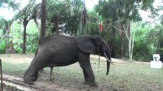 Funny Elephant Pose