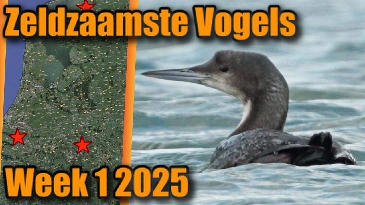 Zeldzaamste Vogels van Nederland week 1 2025 - YouTube