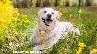 TV for Dogs! 2 HOURS of Fun Entertainment for Bored Dogs + Music! NEW