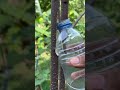 latest, cutting plants using water media. #shorts