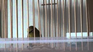 Download Lagu yellow white eye (Zosterops) singing MP3