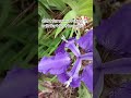 #zindagi #jammukashmir #justinbieber #marvel #hindi #hindisong #india #adorable #flowers #botanical
