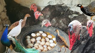 Biggest Turkey Bird Farm | Turkey bird ke bacche | Teetar ke Bache | Moor ke bache | Pak Pets by Pak Pet Zone 58,808 views 10 months ago 10 minutes, 5 seconds