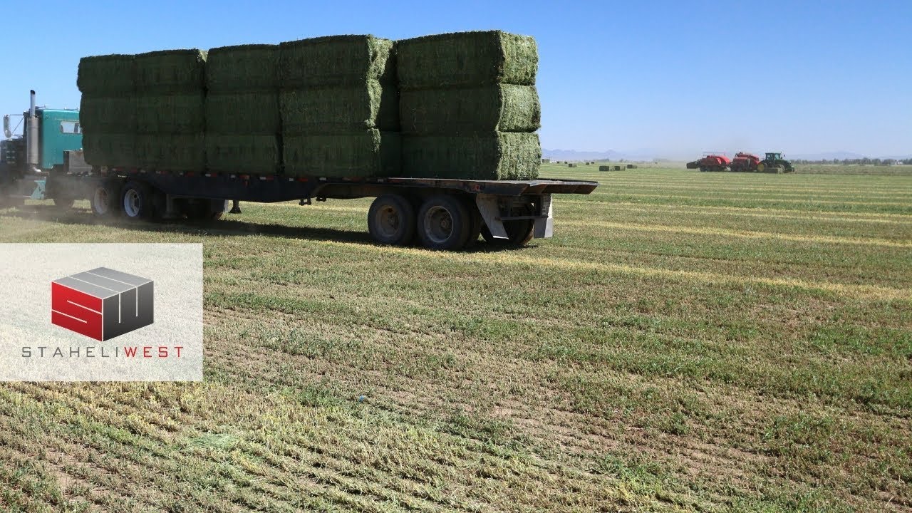 What are the Hay Buyers Saying about DewPoint Steamed Hay? YouTube