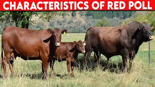 ⭕ RED POLL CHARACTERISTICS ✅  Cattle Red Poll