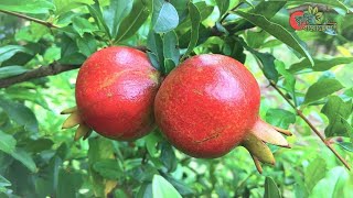 আনার/বেদানা(Pomegranate)- বাংলাদেশের প্রথম সফল বানিজ্যিক বাগান