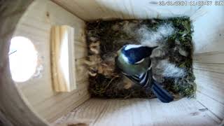 Kohlmeisenkasten  Great tit Nesting Box  31.03.24