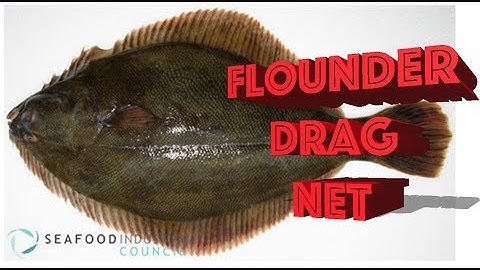Flounder Drag Fishing Net *For Sale*