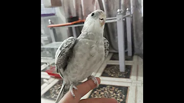 كوكتيل كروان سنبل يقول السلام عليكم Talking Cocktail Bird 