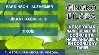 Gingko Biloba Nedir. Faydaları Nelerdir? Alzheimer, Parkinson, Tiroid ve Dikkat Dağınıklı için Kür # Resimi