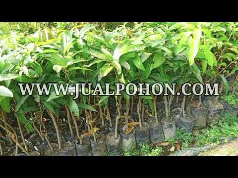 Bibit Mangga Yuwen: Kunci Sukses Kebun Buah Anda.