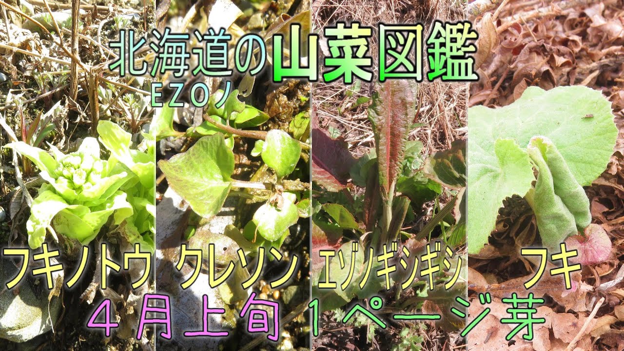 永久保存版 北海道の山菜図鑑 Ezoノ山菜図鑑 1ページ芽 フキノトウ クレソン エゾノギシギシ フキ Youtube 永久保存版 北海道の山菜図鑑 Ezoノ山菜図鑑 1ページ芽 フキノトウ クレソン エゾノギシギシ フキ Youtube