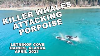 Pod of Killer Whales Attack Dall Porpoise in Haines, Alaska April 2021