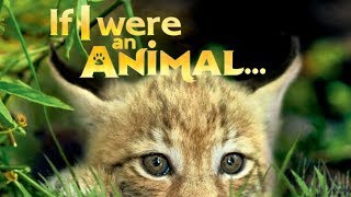 If I were an Animal... – Trailer Clip in HD