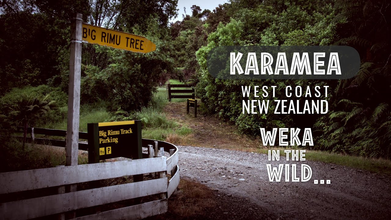 Big Rimu Tree Walk - Karamea, New Zealand