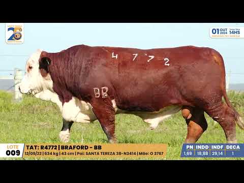 LOTE 009 4772 BRAFORD Leilão Santa Tereza e Madrinha 01/10/24 Camaquã/RS - Prod. Agência El Campo