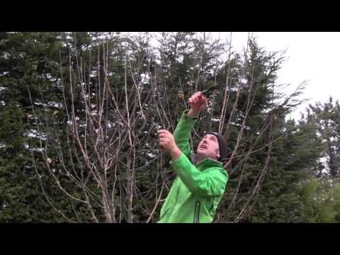 Video: Shinseiki pirnipuu teave: kuidas kodus Shinseiki Aasia pirnipuud kasvatada