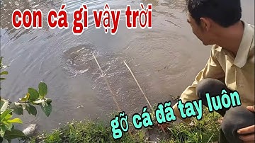 Cắm Câu Cá Lóc Mương Vườn Cặp Theo Bờ Ruộng Gỡ Cá Đã Tay Luôn # SĂN BẮT ĐỒNG THÁP #