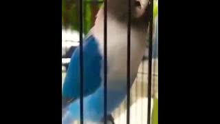 MASTERAN LOVEBIRD Blue Ice ngekek panjang