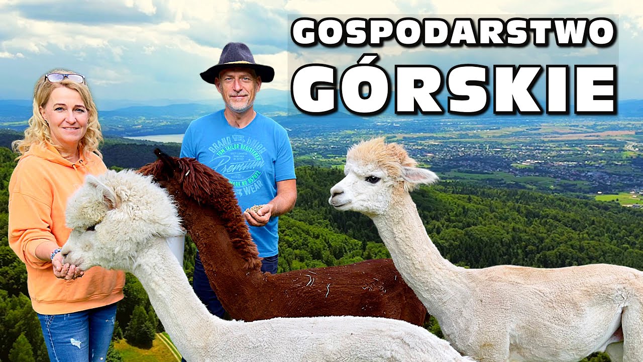 Lato w górskim gospodarstwie, cz. 1: Alpaki zamiast owiec - Igor Bokun @AkademiaPrzyZiemi