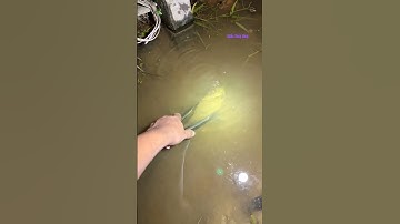 Cá Lớn - bắt Cá Lóc Khủng bằng kẹp cực khó 😱 #khacthuyvlogg