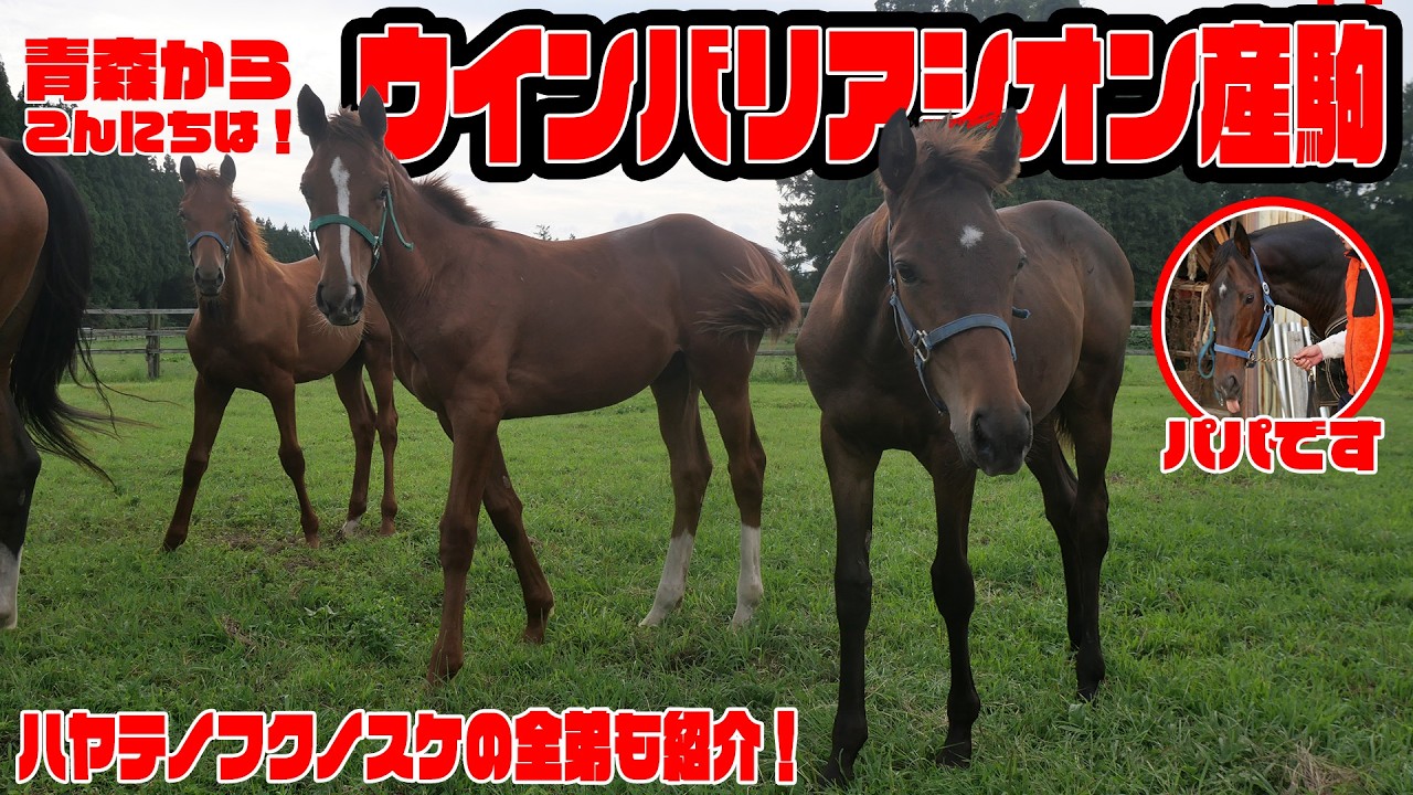 Hello from Aomori] A foal of Win Barriersion born in 2025! - YouTube