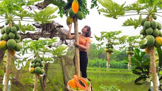 Harvest ripe papayas and bring them to the market to sell - have lunch with the village women
