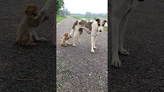 Very Cute Friendship 1242