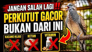 JANGAN SALAH LAGI‼️ PERKUTUT GACOR TERNYATA BUKAN DARI KACANG HIJAU, KETAN, ATAU VITAMIN.