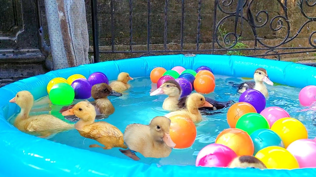 Catching cute ducklings, ducks swimming in a pool of colorful balls