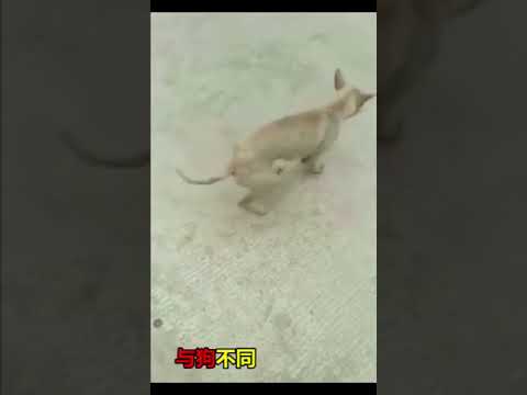 不走寻常路