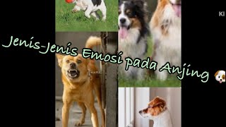 Jenis-Jenis EMOSI pada Anjing 🐶