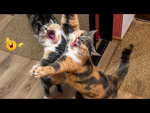 Try Not To Laugh 😹 Funniest Cats Caught on Camera