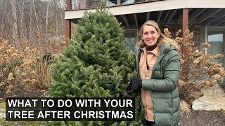 4 Ways to Repurpose Your Christmas Tree After the Holiday 🎄