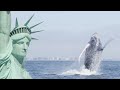 Humpback Whales Return To New York | Cities: Nature's New Wild | BBC Earth