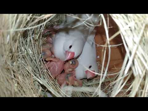#White_java_sparrow #breedingprogress #video #softfood || chicks #trending #shorts #reels || viral