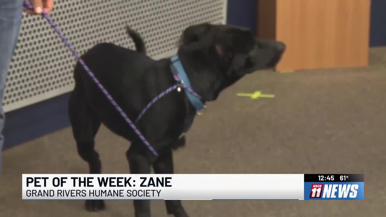 Pet of the week: Zane, the dog with floppy ears and a big heart