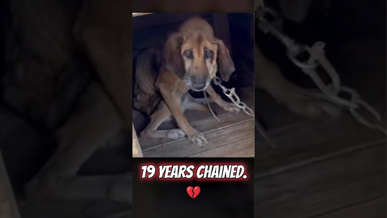 19 Years Chained 💔 Poor Dog Finally Tasted Freedom