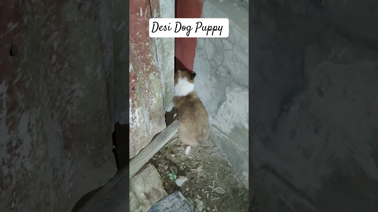 Desi Dog Puppy 
