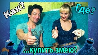 Как и где купить змею?