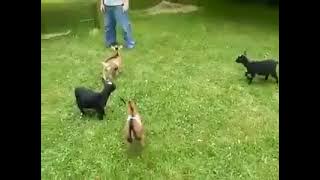 anak kambing lucu loncat loncat