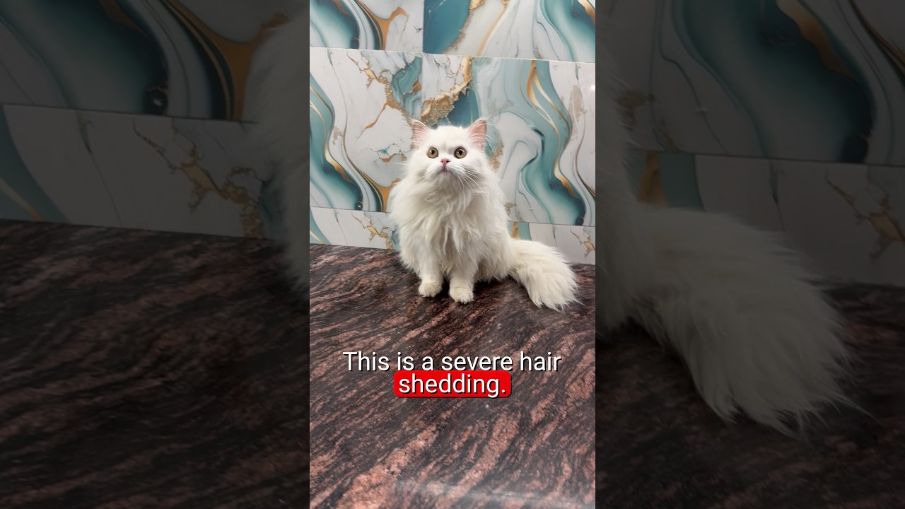 cat grooming in nagpur #youtubeshorts