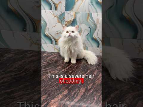 cat grooming in nagpur #youtubeshorts