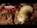 How to invade a fortress? Wasmannian mimicry explained