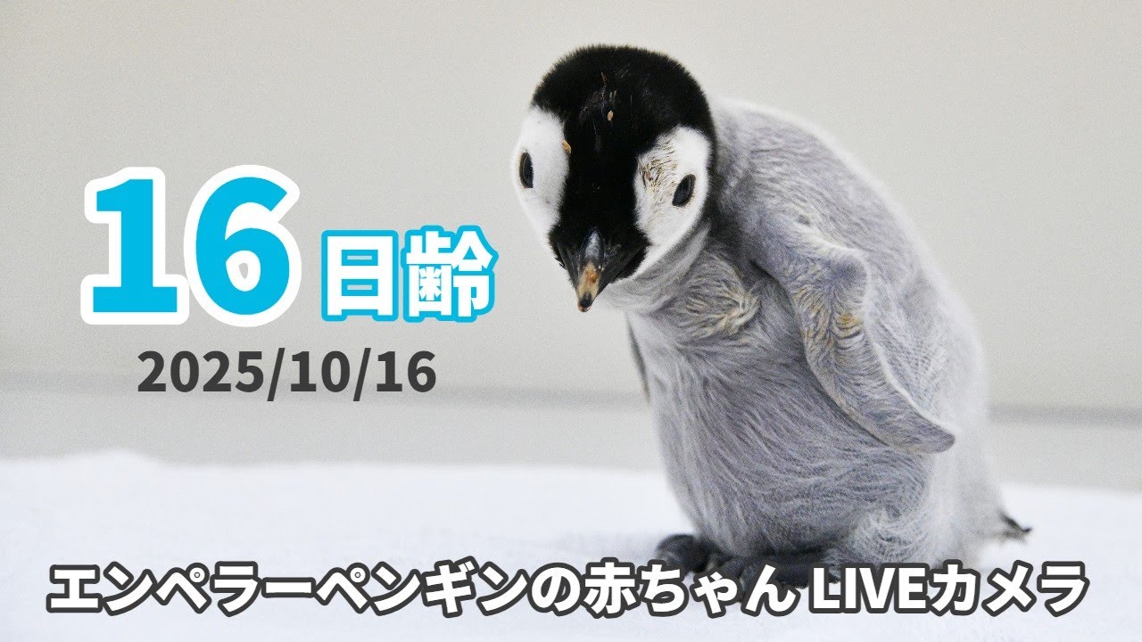アーカイブ】エンペラーペンギンの赤ちゃんライブカメラ（2025/10/16