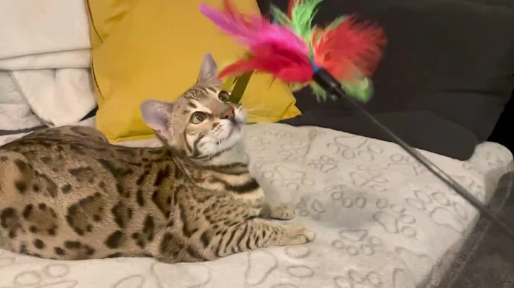 Watch the video about F2 bengal cat - 2G bengal cat - kitten